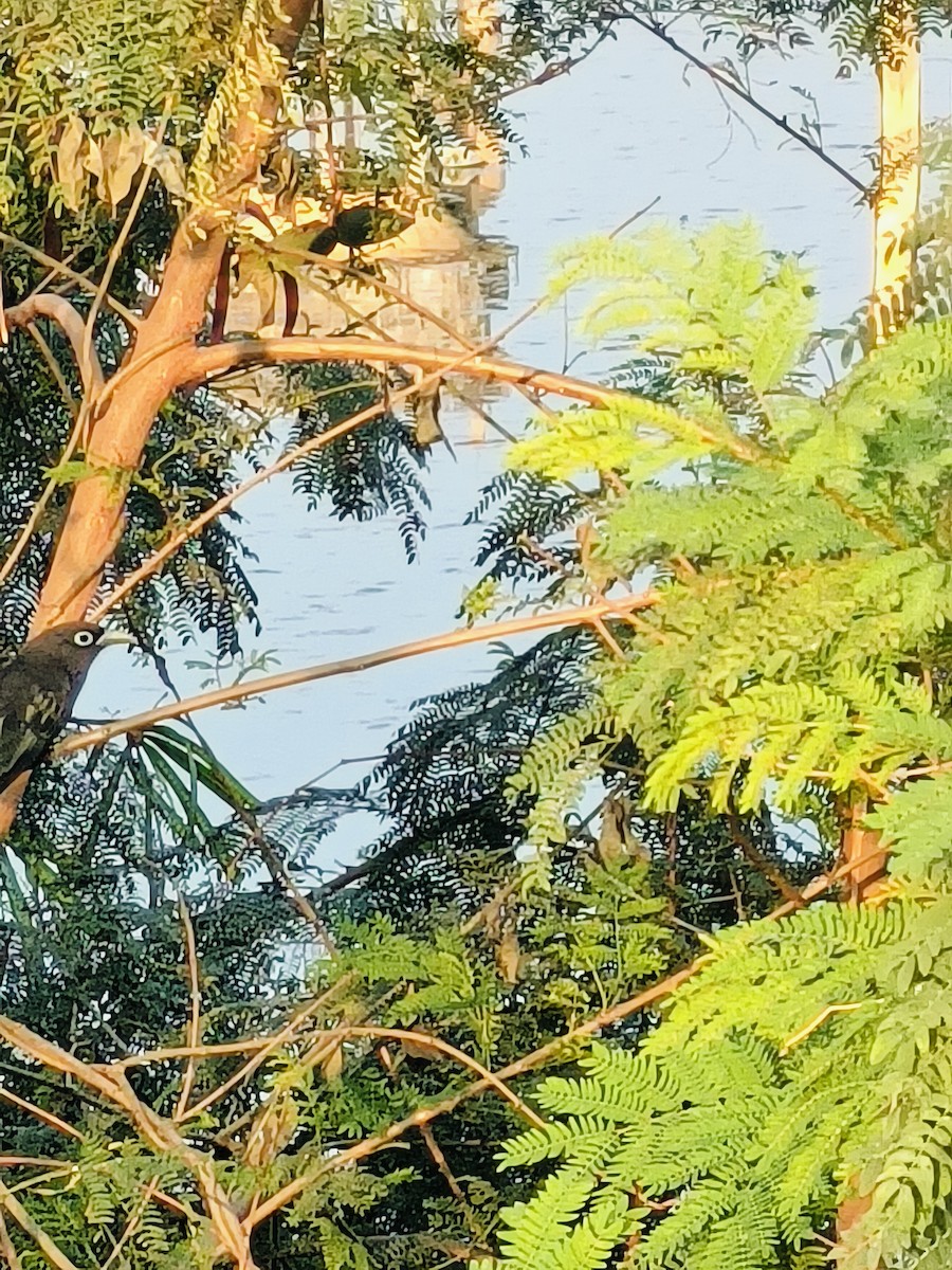 Blue-faced Malkoha - ML629592285