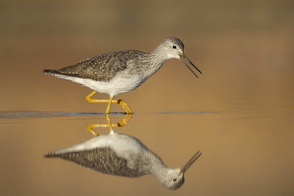 Greater Yellowlegs - ML629592314