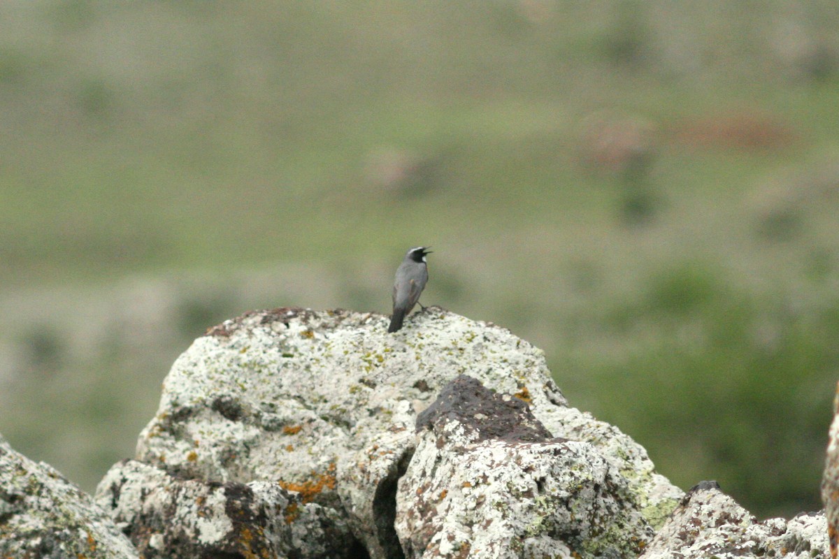 White-throated Robin - ML629592336