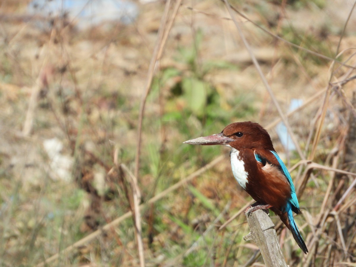 White-throated Kingfisher - ML629592394