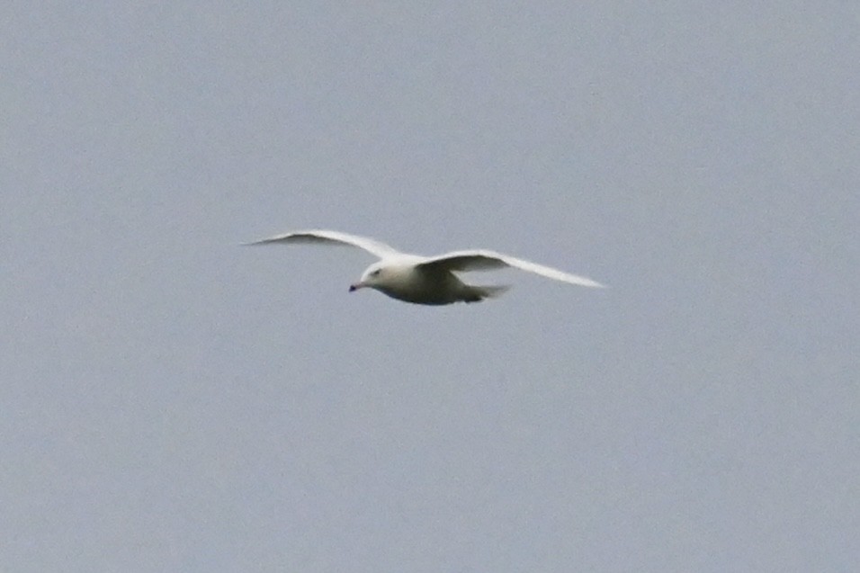 Glaucous Gull - ML629592464