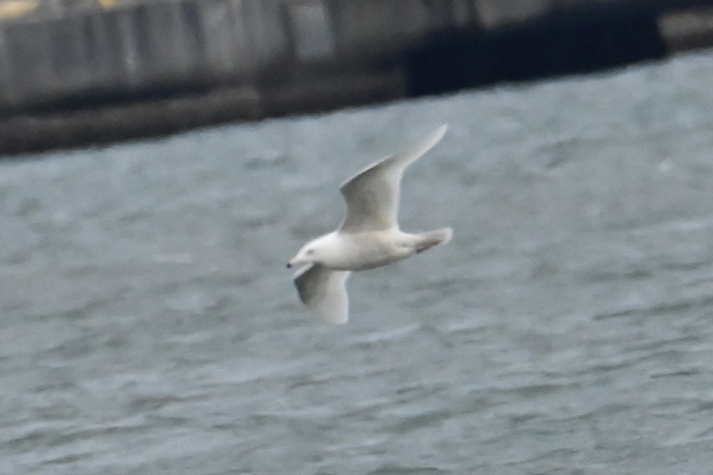 Glaucous Gull - ML629592465