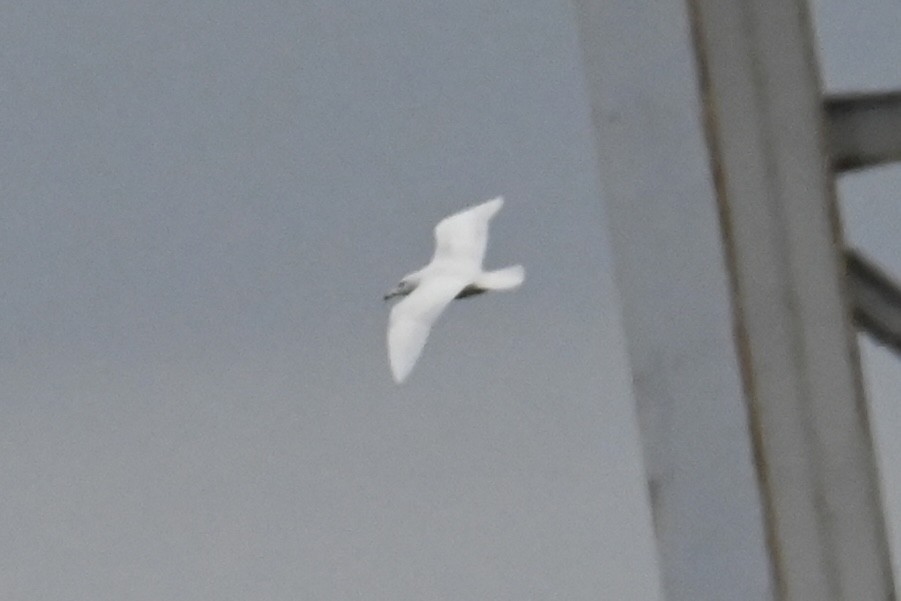 Glaucous Gull - ML629592467