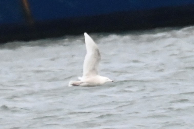 Glaucous Gull - ML629592468