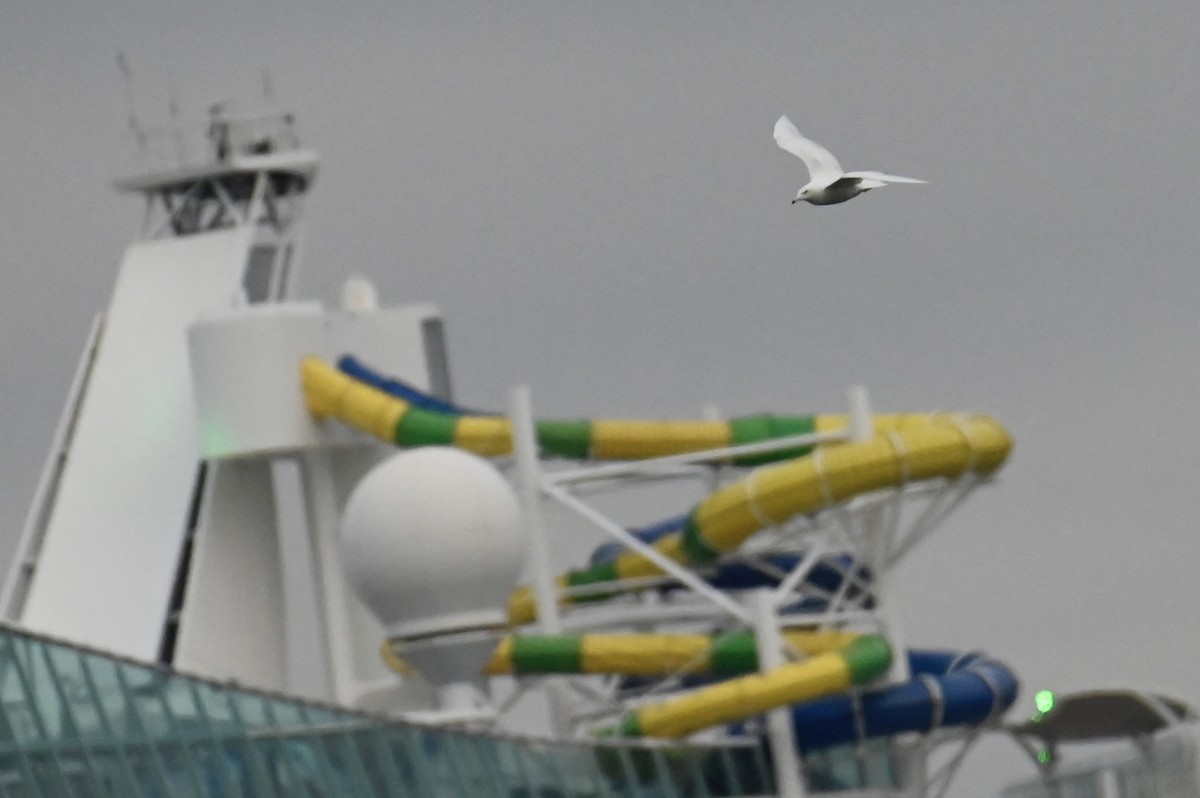 Glaucous Gull - ML629592469