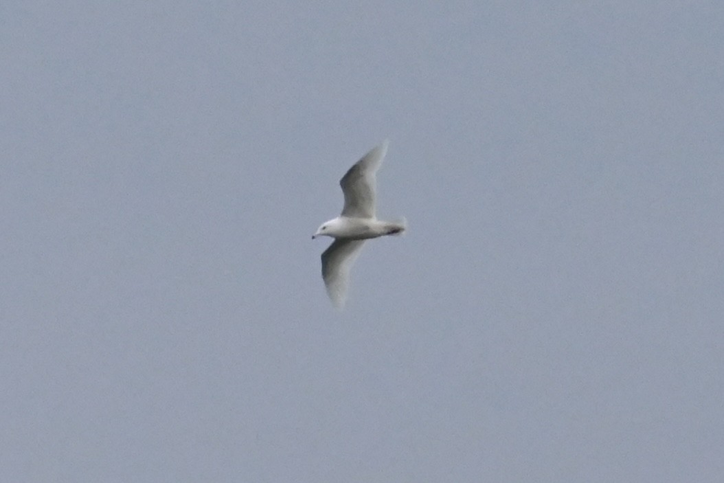 Glaucous Gull - ML629592470