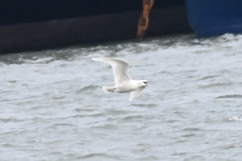 Glaucous Gull - ML629592471
