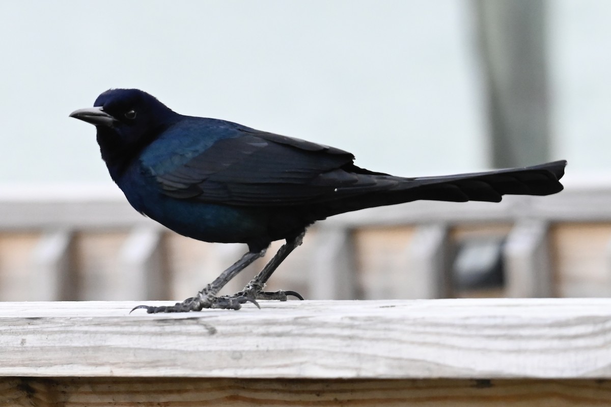 Boat-tailed Grackle - ML629592489