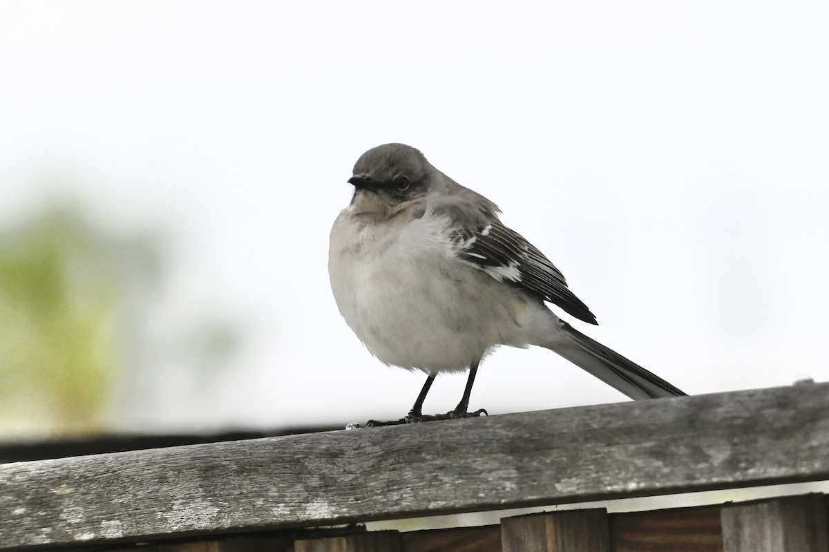 Northern Mockingbird - ML629592584