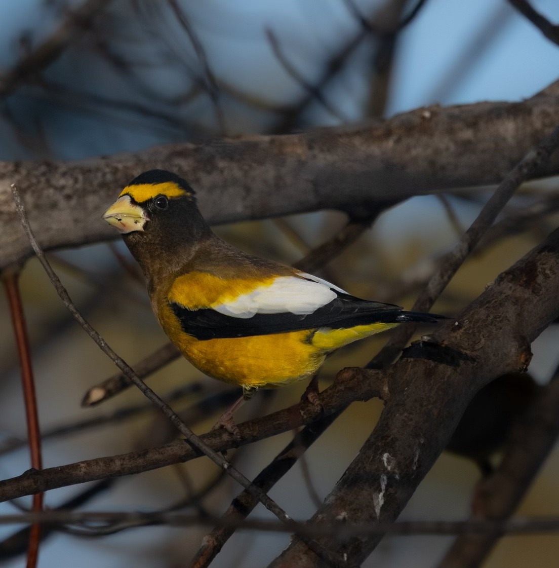 Evening Grosbeak - ML629592616