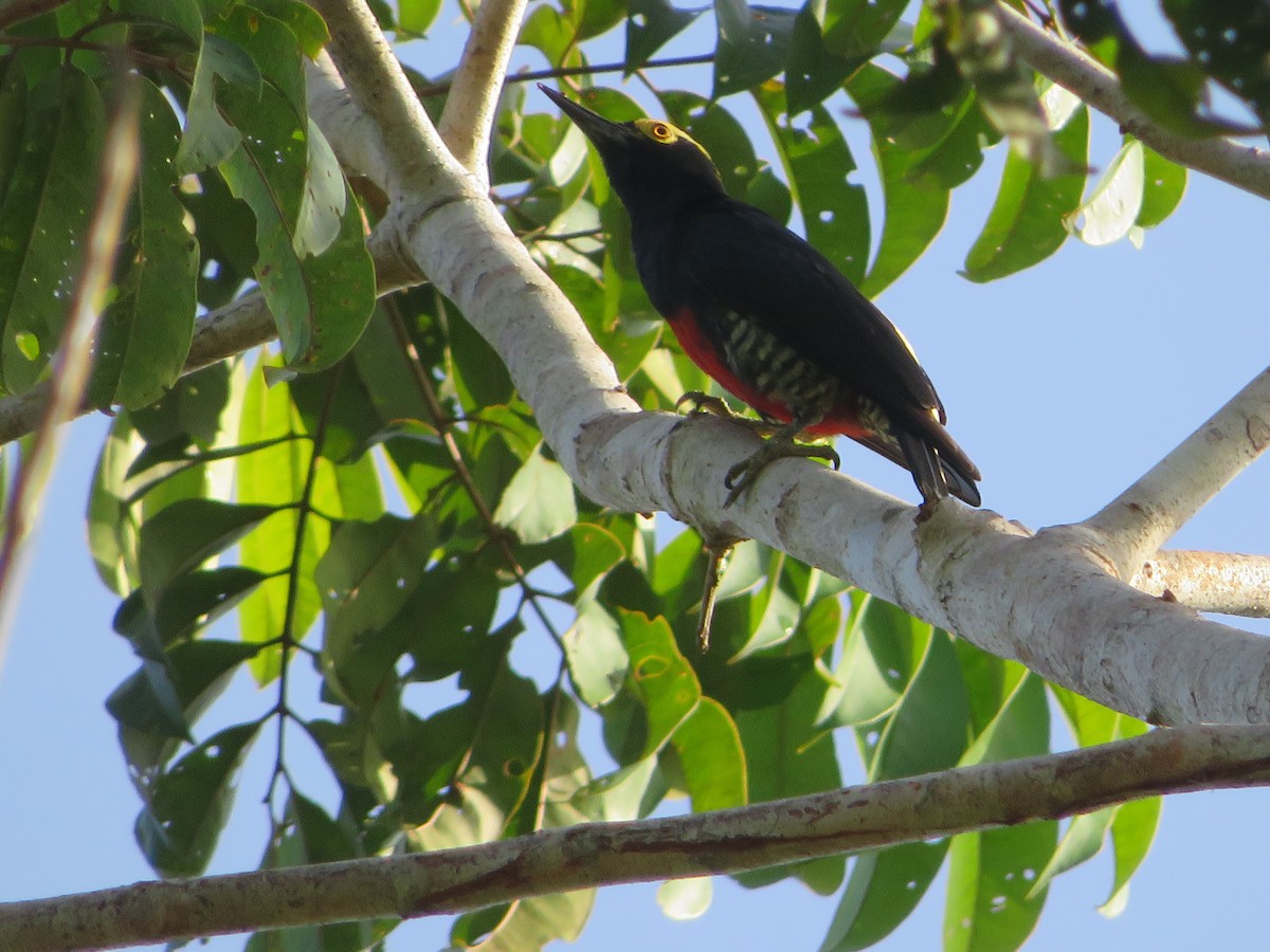Yellow-tufted Woodpecker - ML629592747