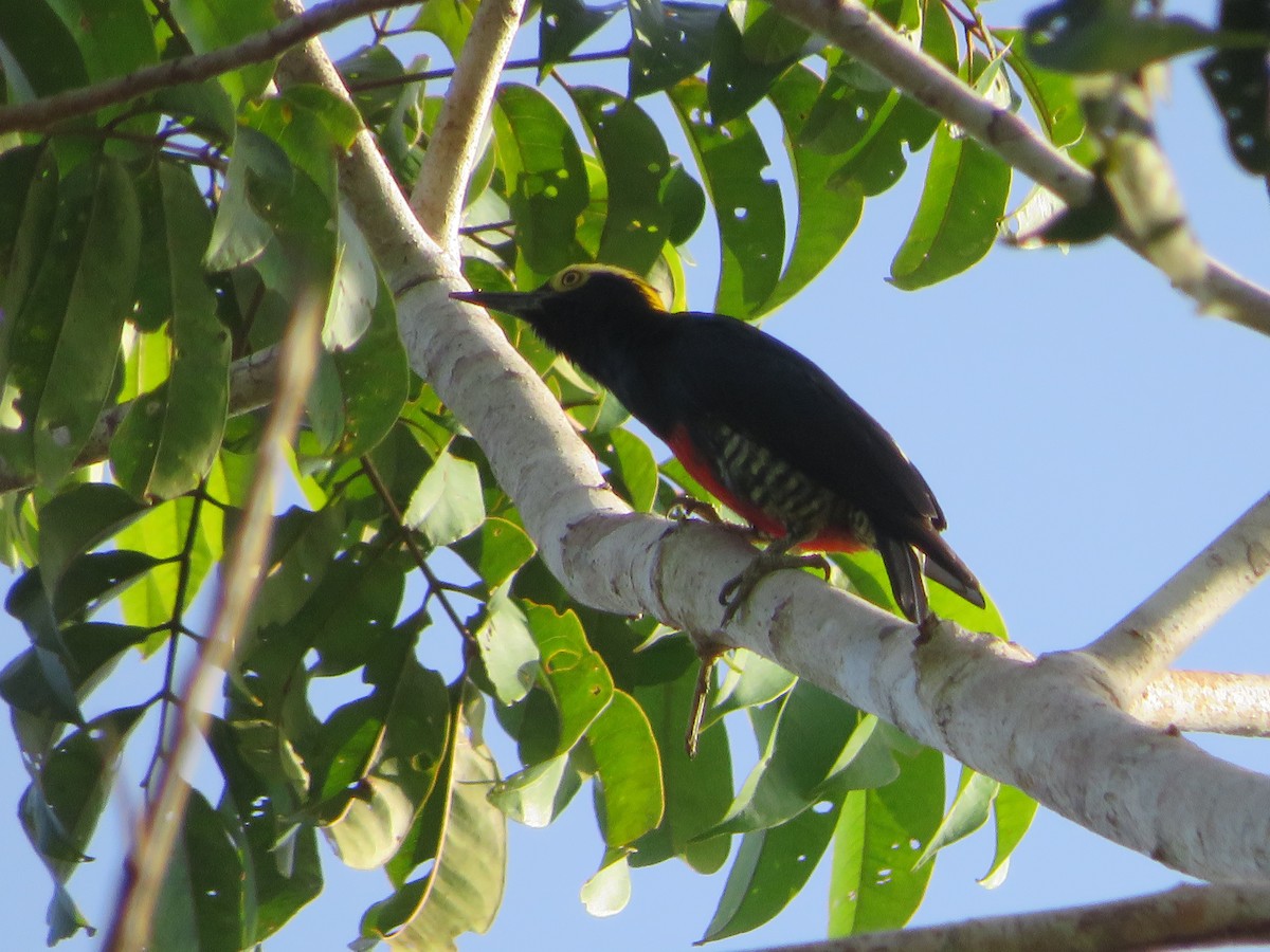 Yellow-tufted Woodpecker - ML629592748
