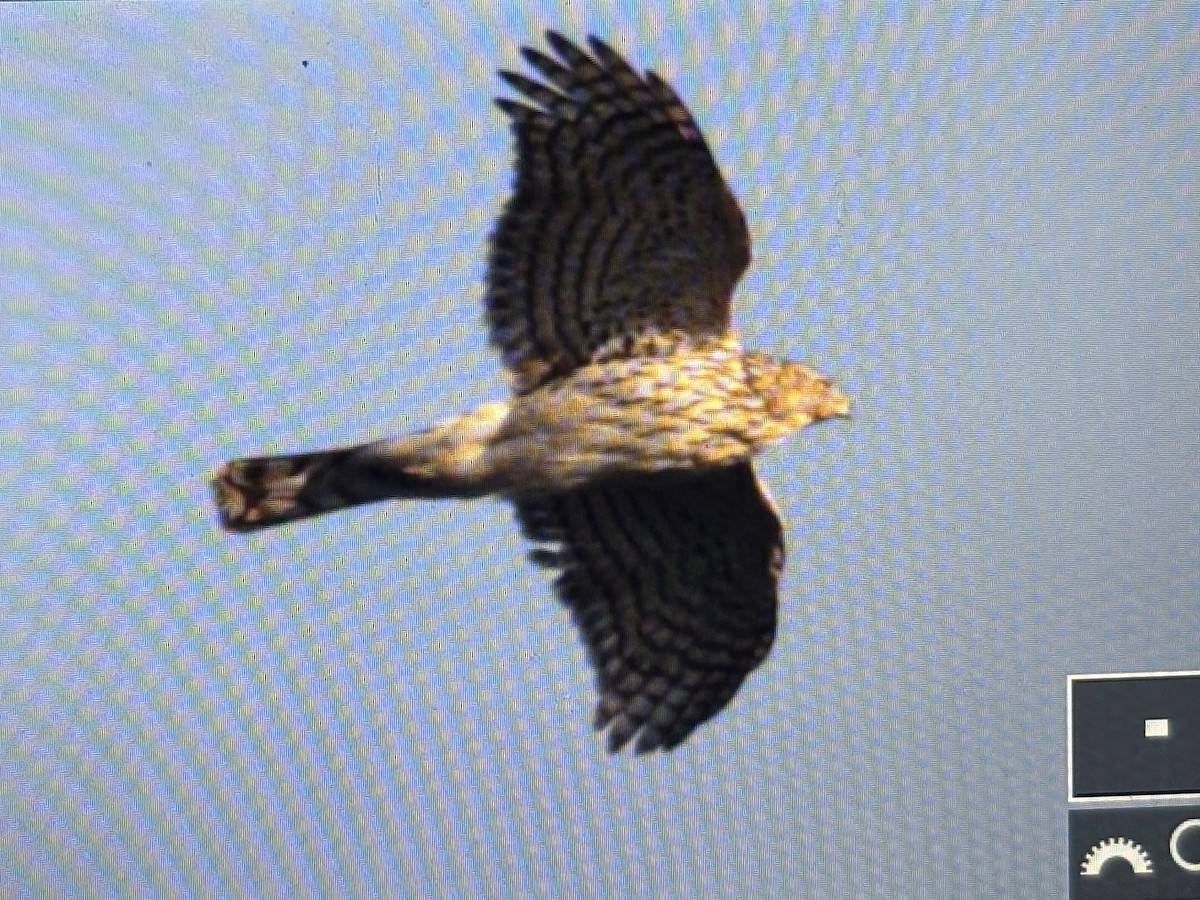 Cooper's Hawk - ML629592798