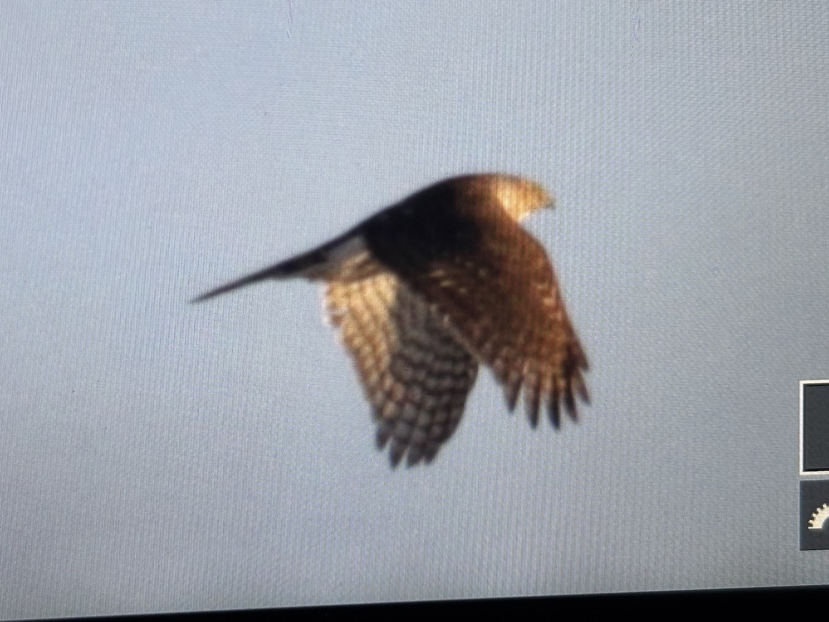 Cooper's Hawk - ML629592799