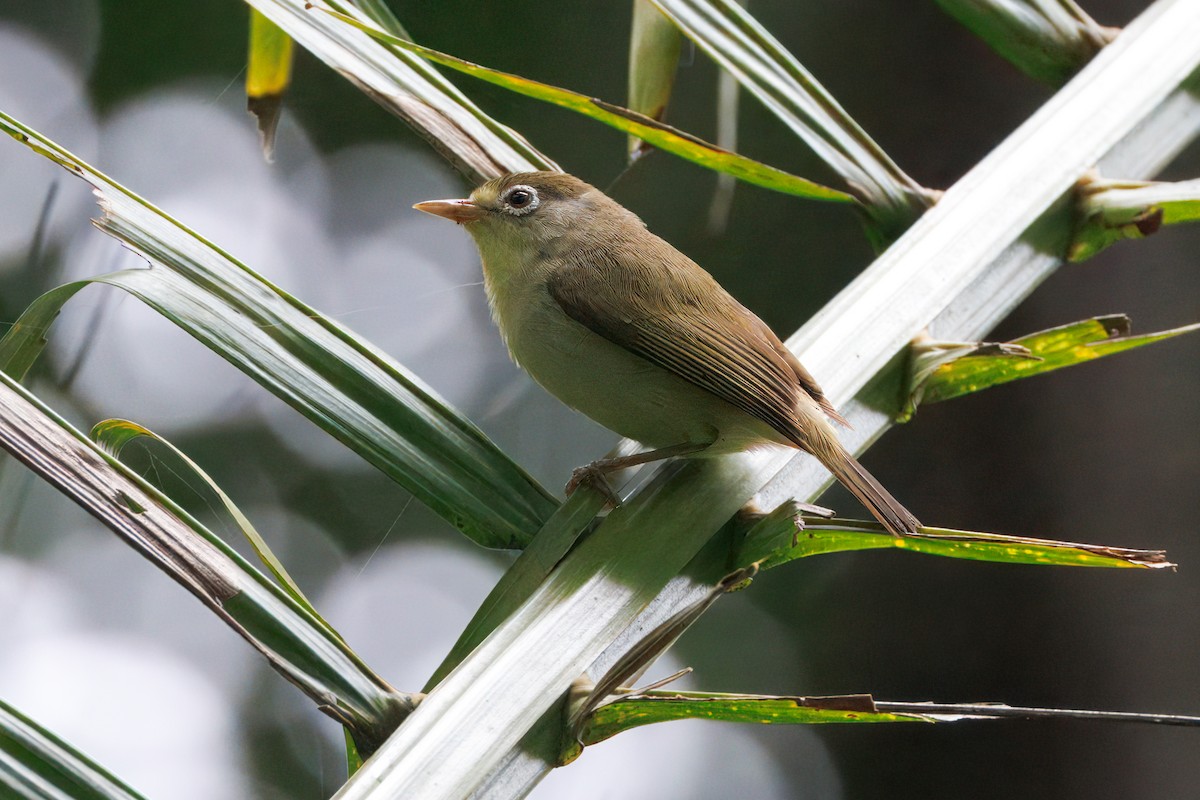 Principe White-eye - ML629592870