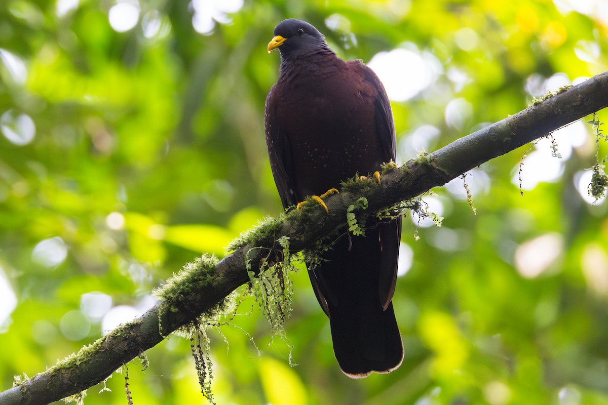Maroon Pigeon - ML629593178