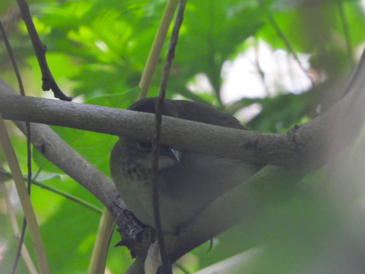 Baikal Bush Warbler - ML629593251