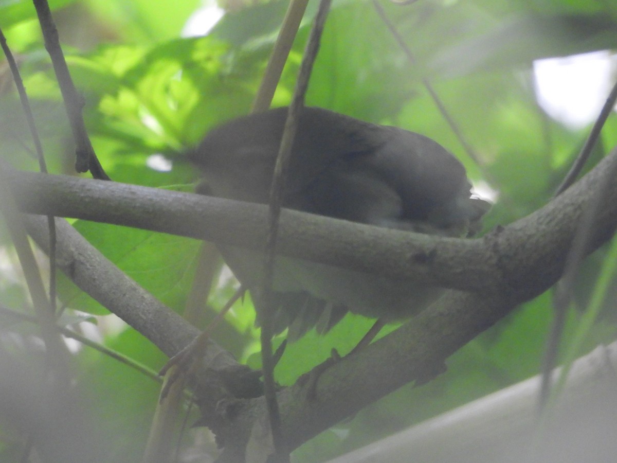 Baikal Bush Warbler - ML629593252