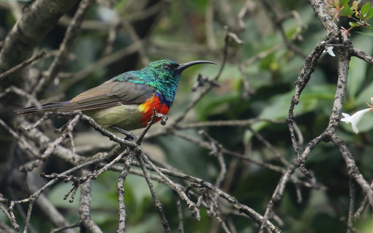 Greater Double-collared Sunbird - ML629593414