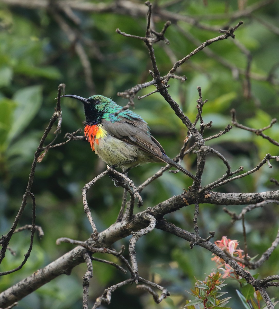 Greater Double-collared Sunbird - ML629593415