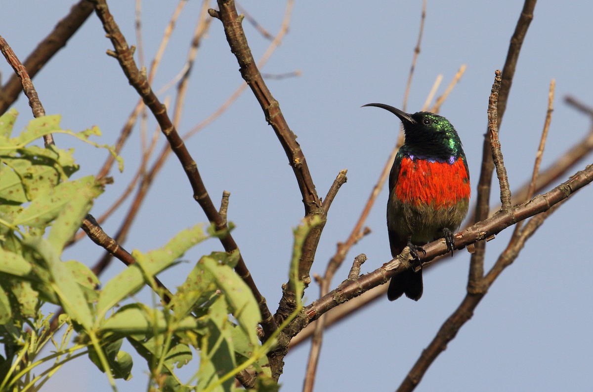 Greater Double-collared Sunbird - ML629593425