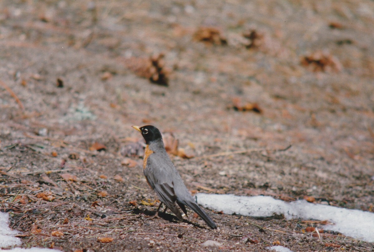 American Robin - ML629593538