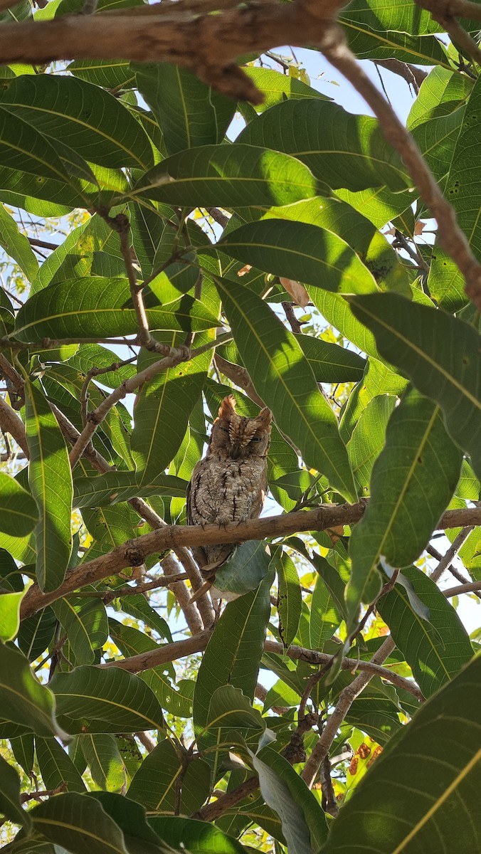 Oriental Scops-Owl - ML629593569