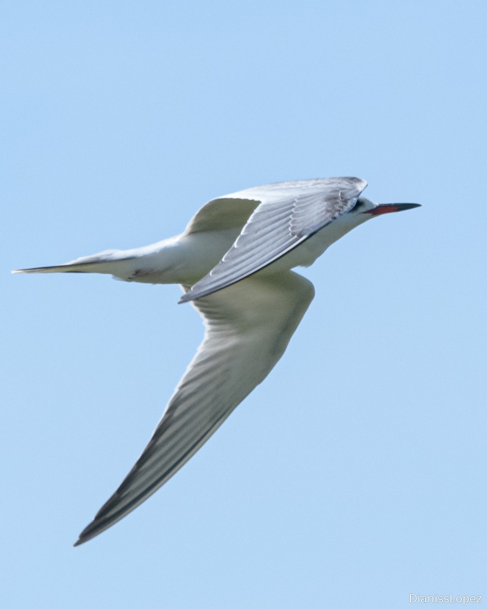 Эгэл хараалай - ML629593785