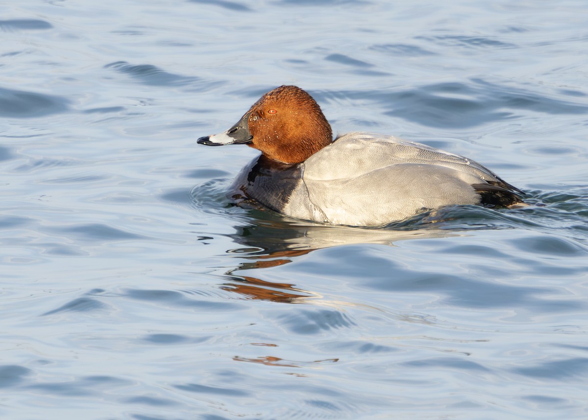 Common Pochard - ML629593799