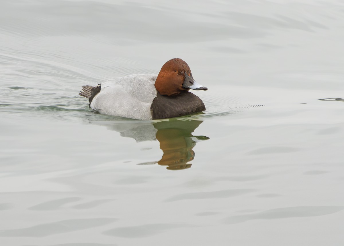 Common Pochard - ML629593840