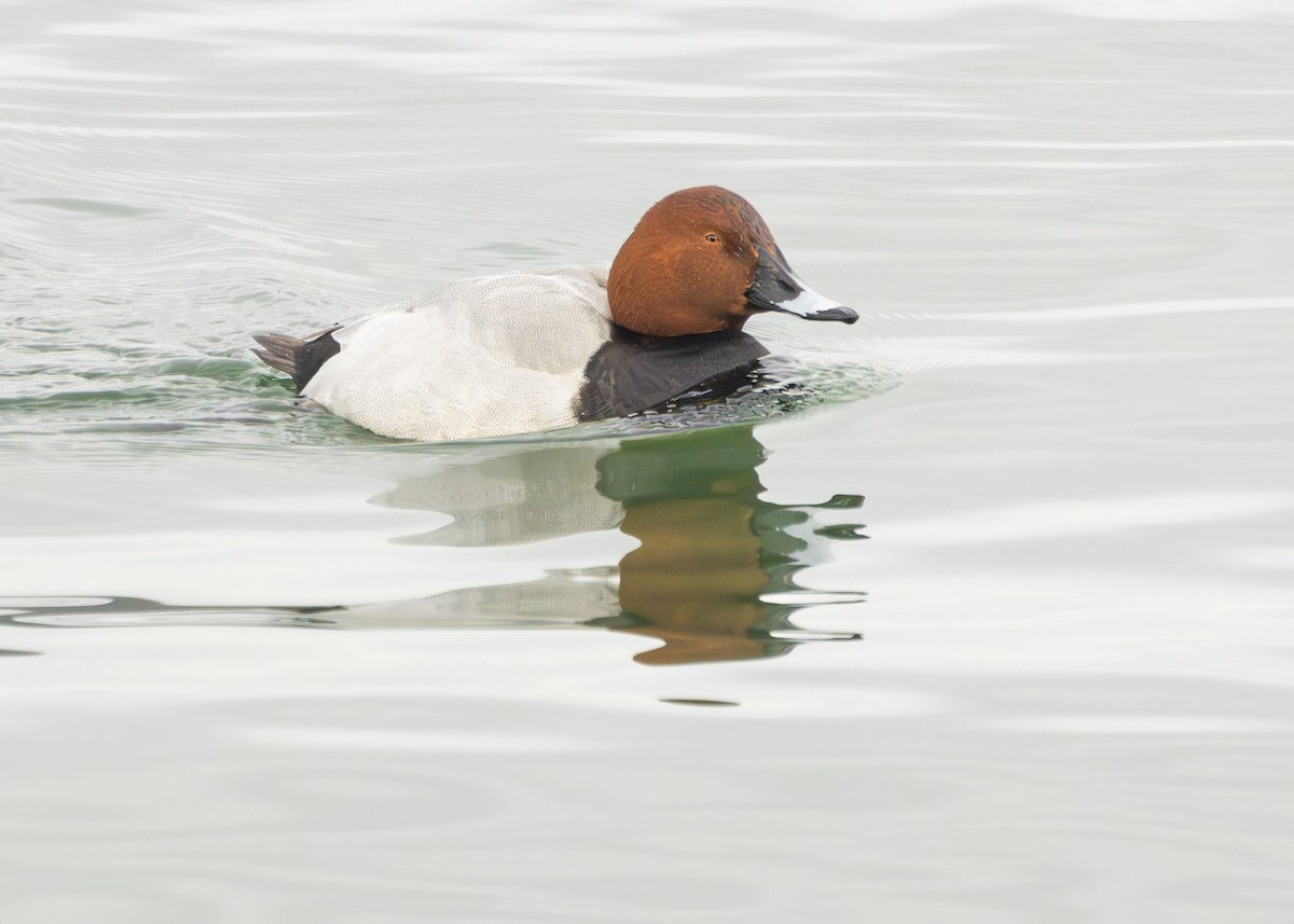 Common Pochard - ML629593842