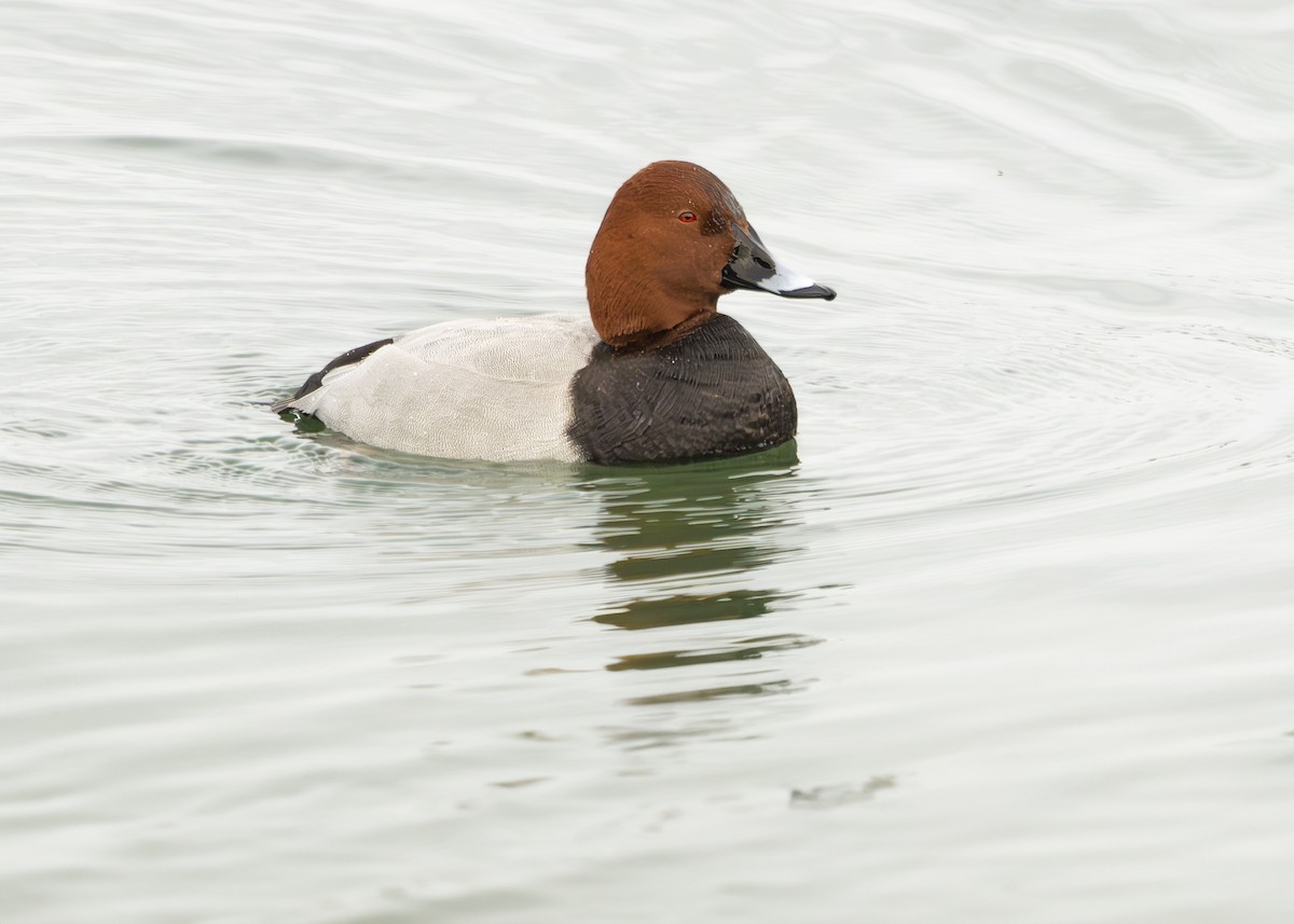 Common Pochard - ML629593870