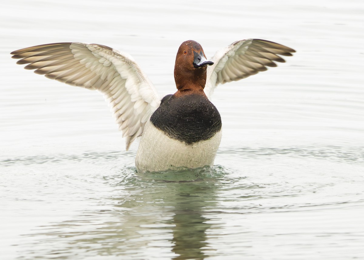 Common Pochard - ML629593872