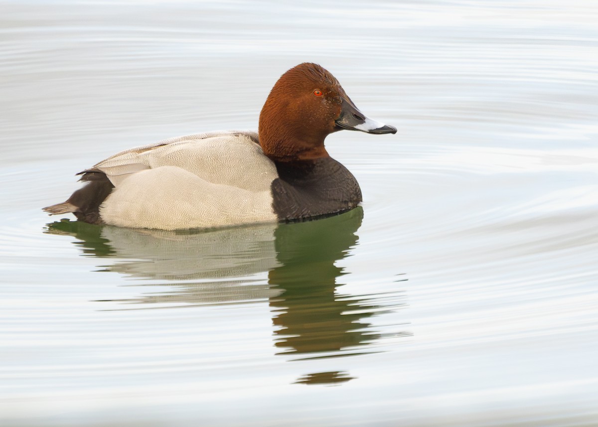 Common Pochard - ML629593880