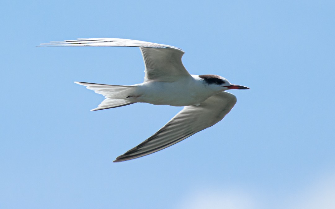 Эгэл хараалай - ML629594085