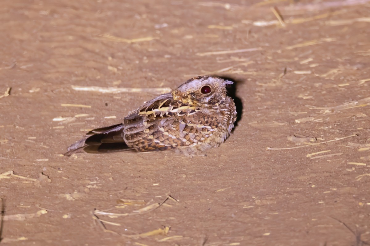 Donaldson Smith's Nightjar - ML629594415