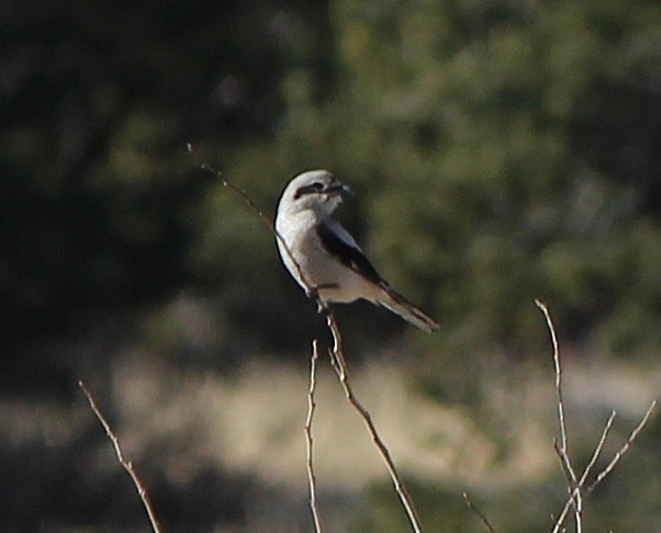 Northern Shrike - ML629594434