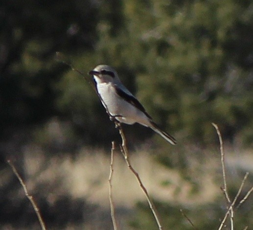 Northern Shrike - ML629594437