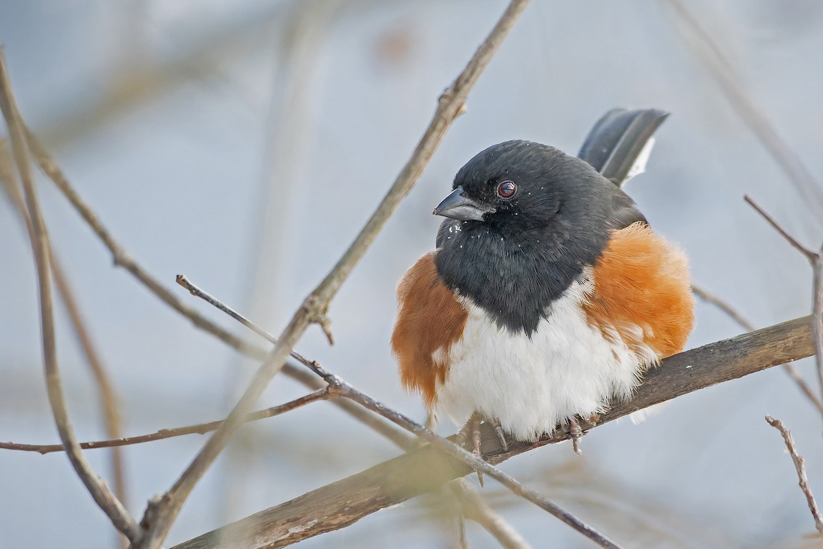 Eastern Towhee - ML629594453
