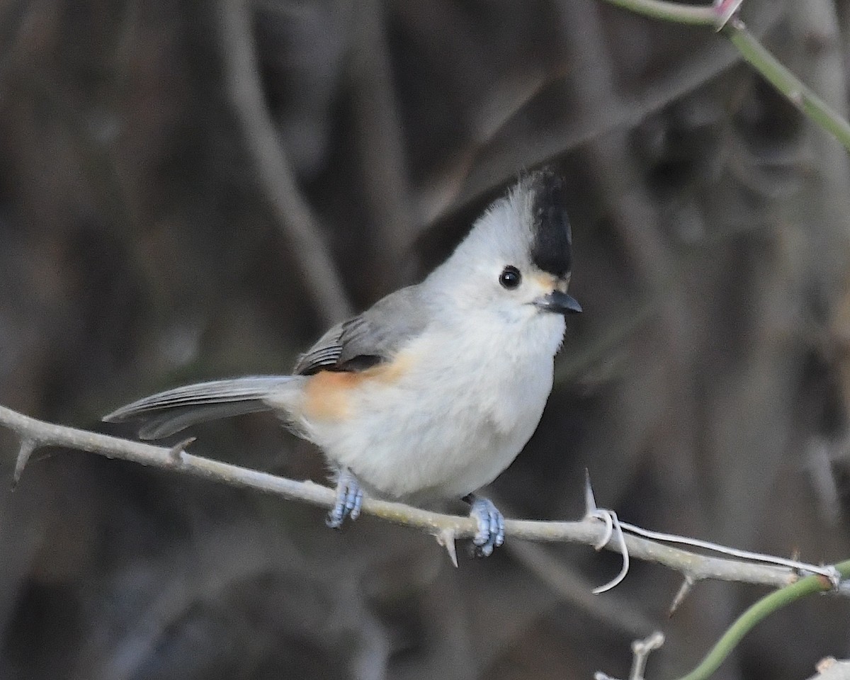 Black-crested Titmouse - ML629594460