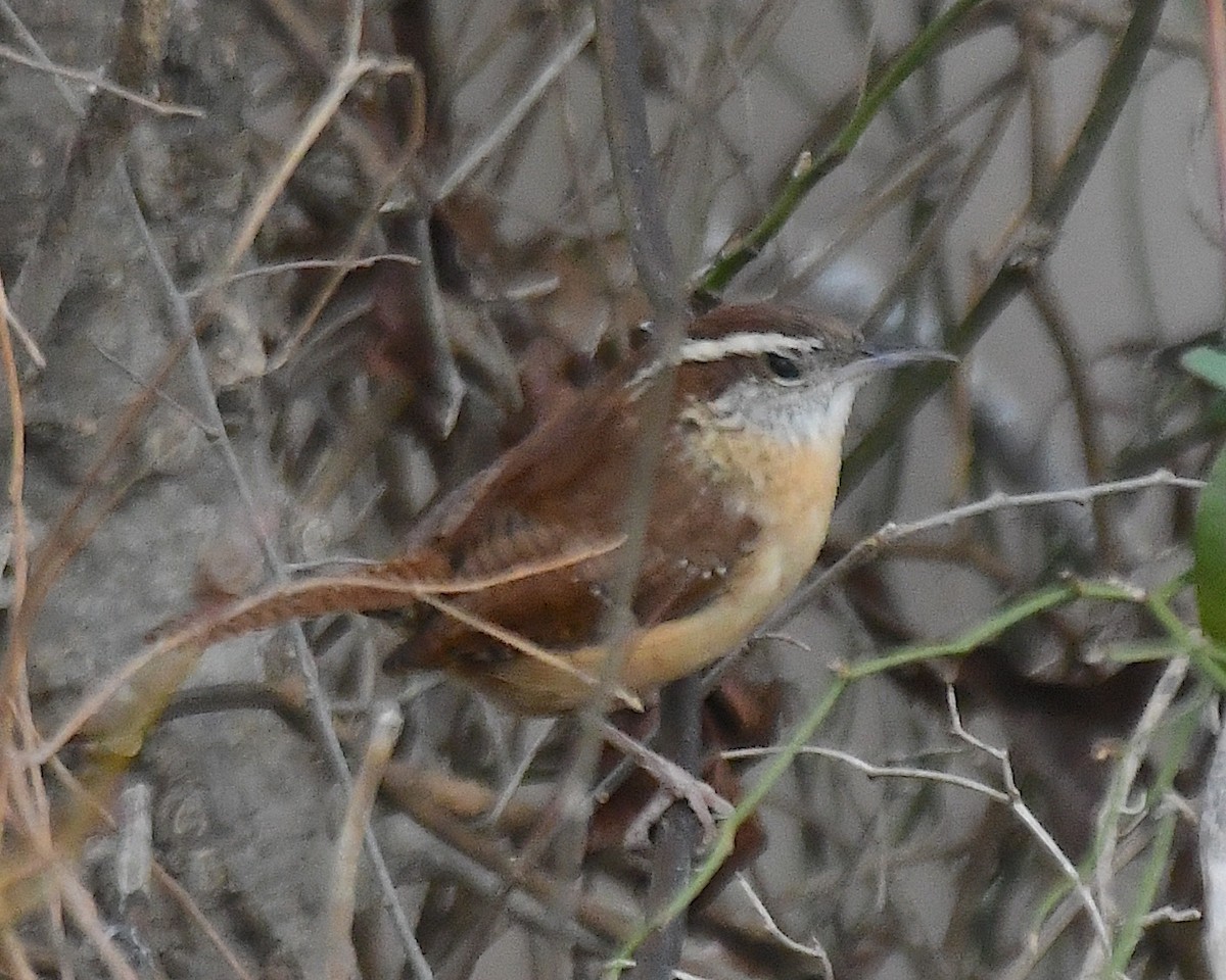 Carolina Wren - ML629594486