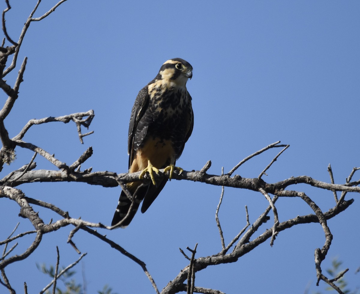 ostříž aplomado - ML629594516