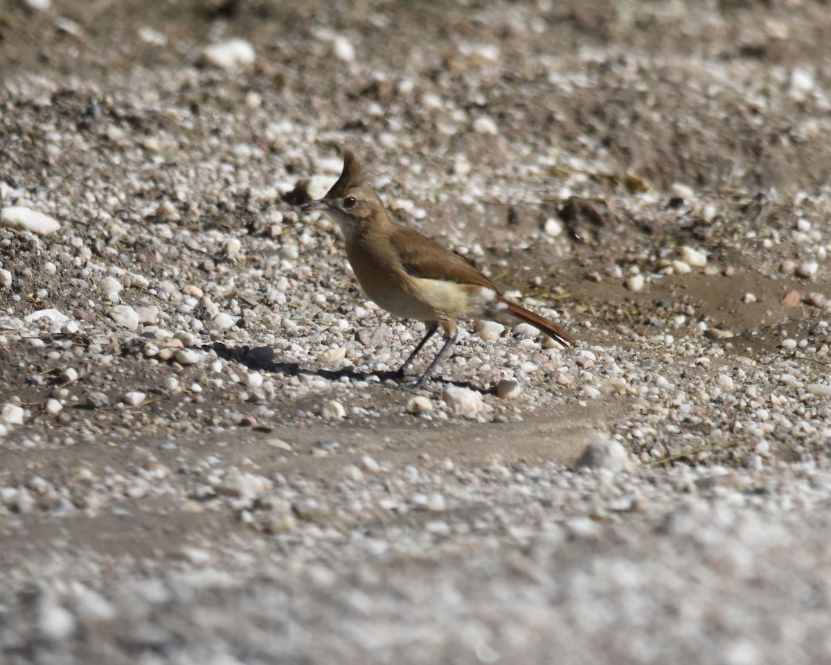Crested Hornero - ML629594527