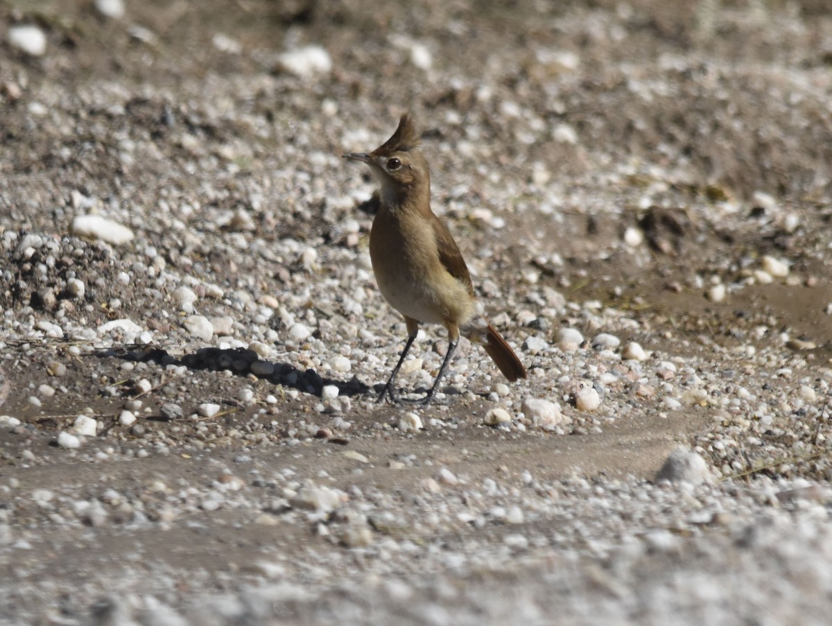Crested Hornero - ML629594536
