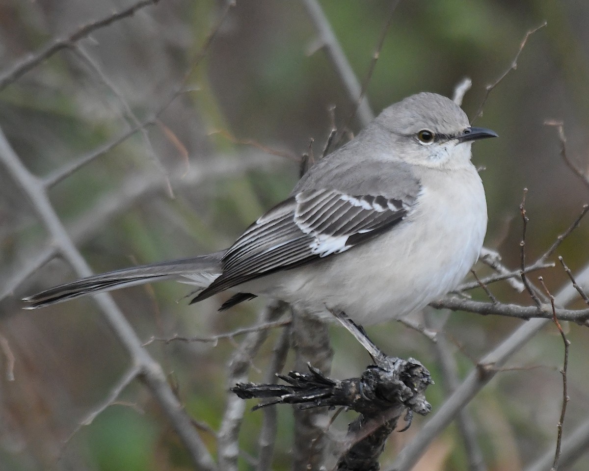 Northern Mockingbird - ML629594539
