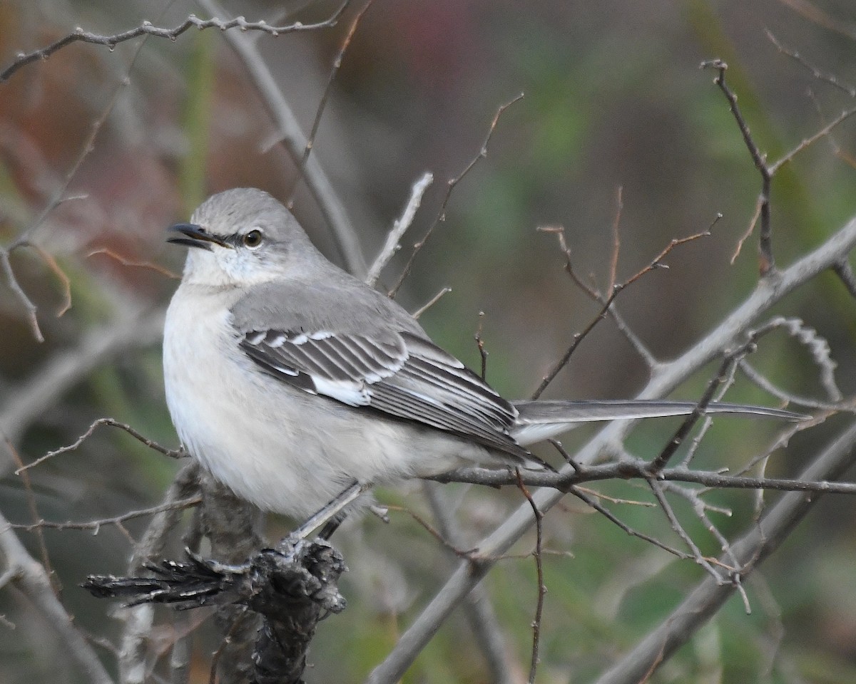 Northern Mockingbird - ML629594582