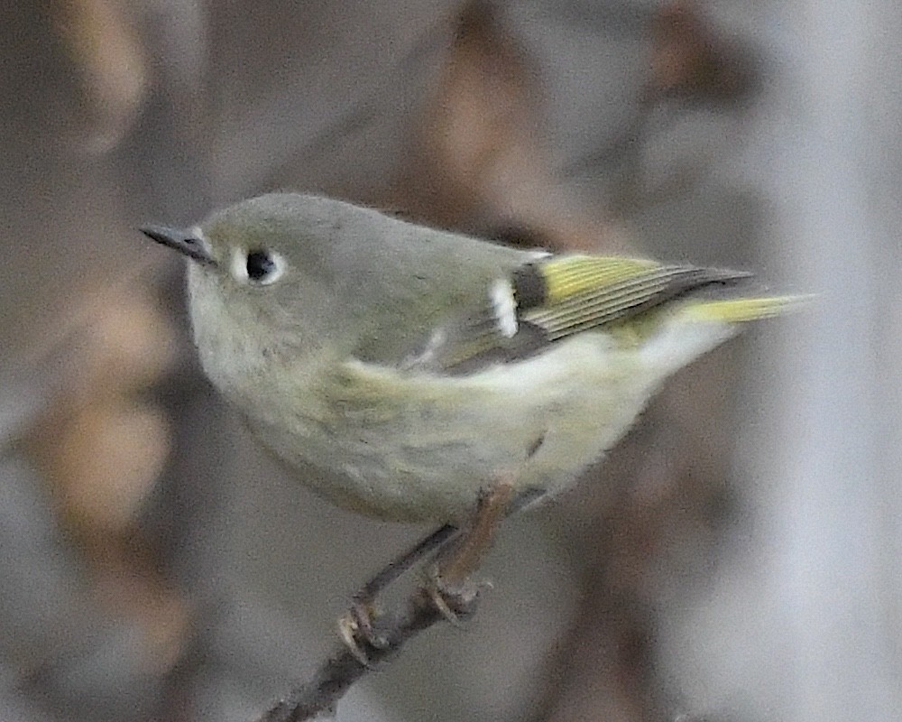 Ruby-crowned Kinglet - ML629594627