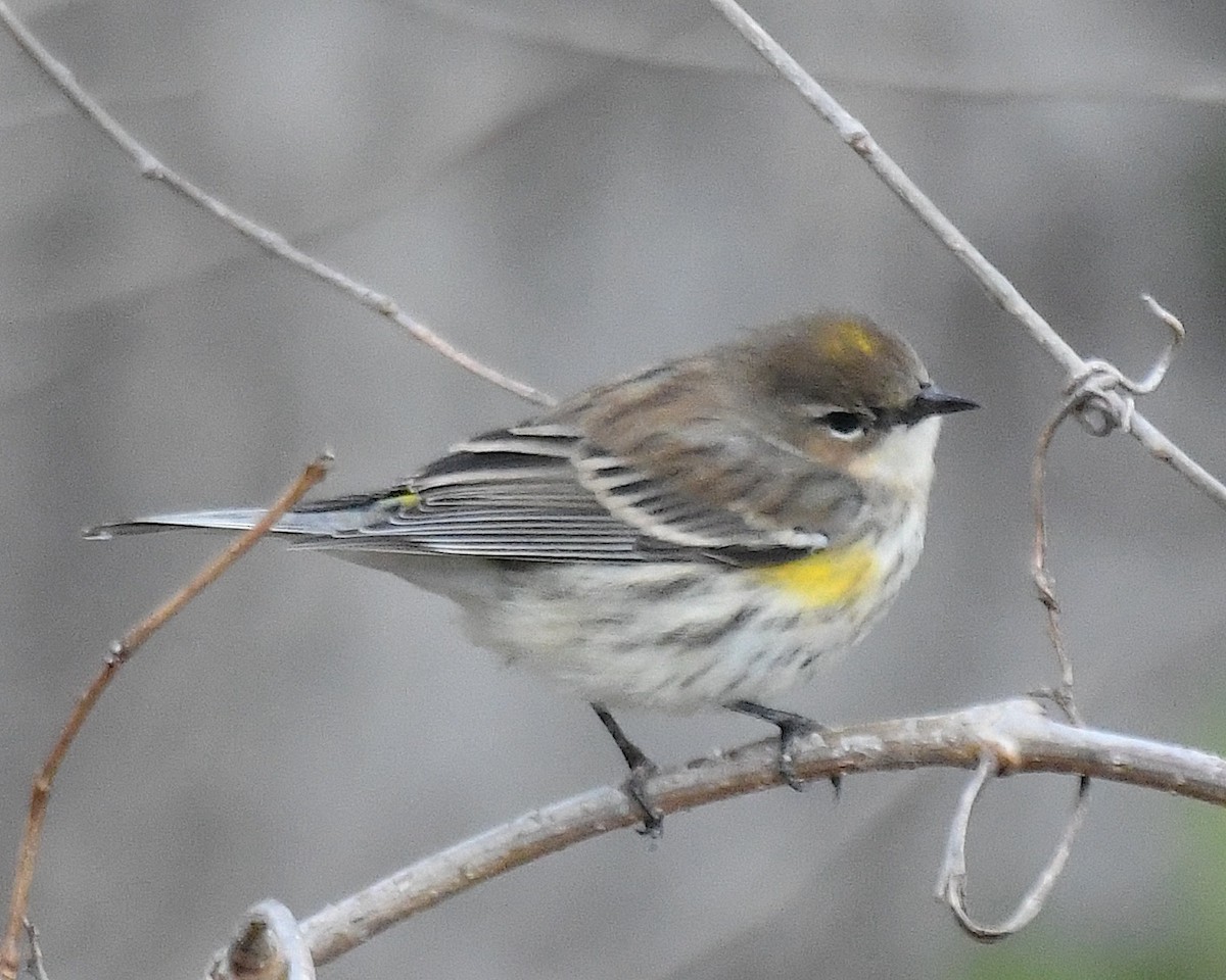 Yellow-rumped Warbler (Myrtle) - ML629594672