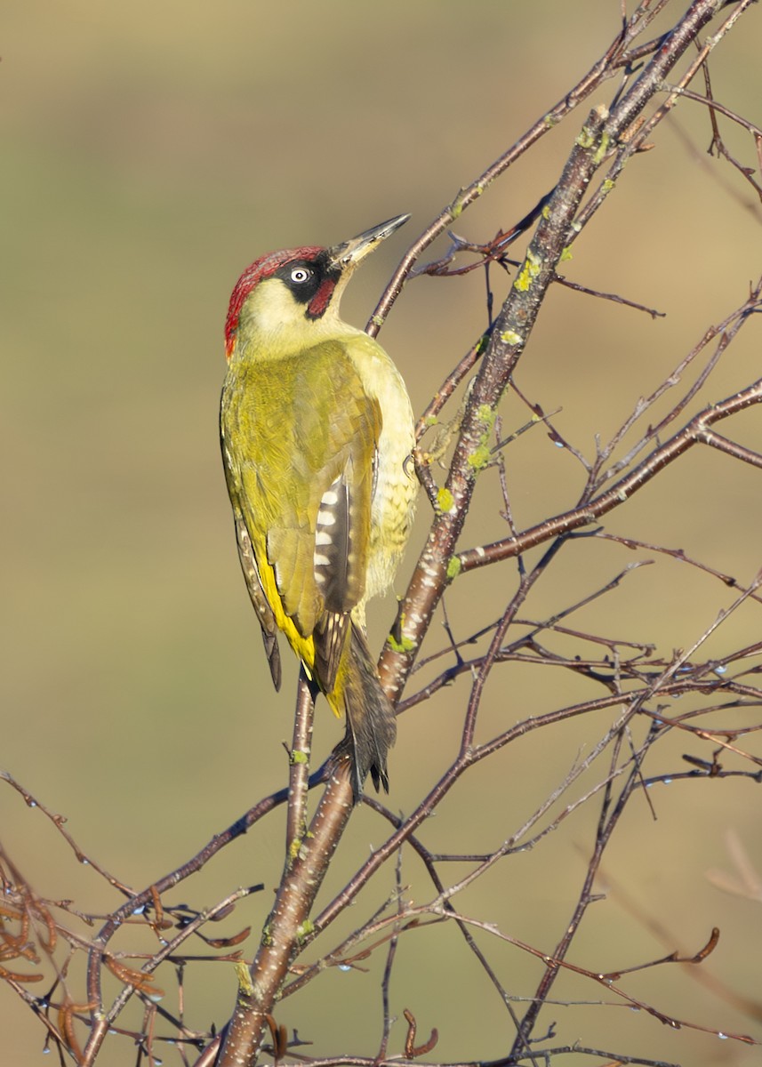 Eurasian Green Woodpecker (Eurasian) - ML629594839