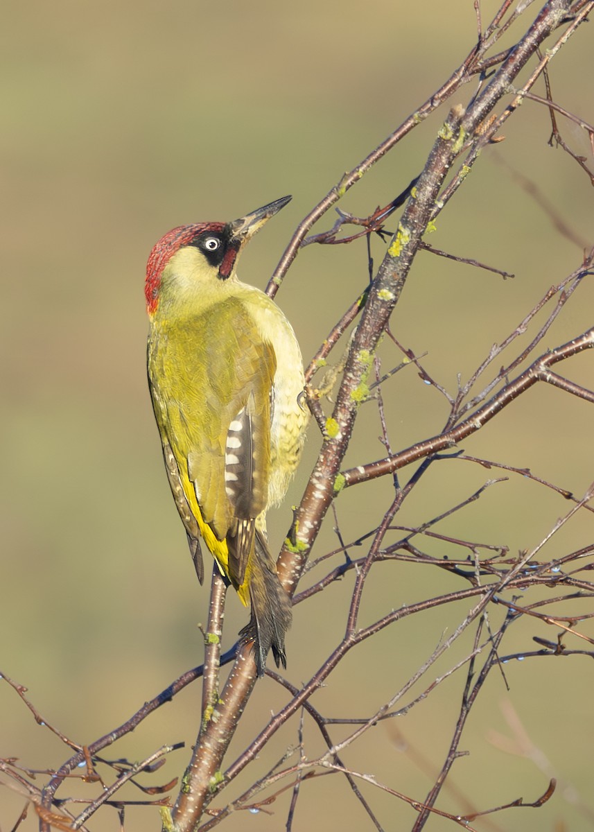 Eurasian Green Woodpecker (Eurasian) - ML629594840